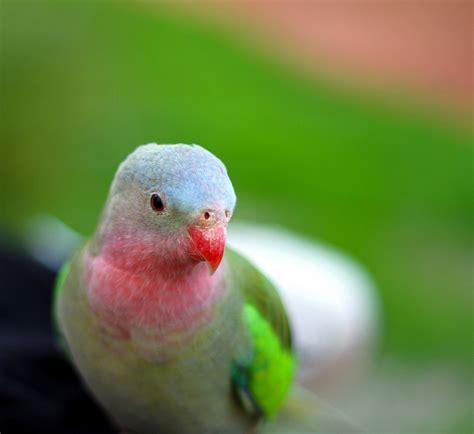 Parrot Encyclopedia Princess Parrot World Parrot Trust