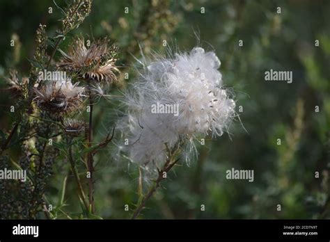 Pollen From The Thistle Formed Into A Ball Stock Photo Alamy