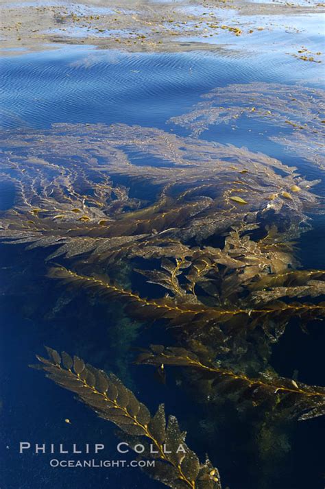 Giant Kelp Macrocystis Pyrifera San Clemente Island California