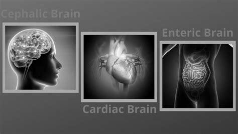 Your Three Brains How Your Head Heart And Gut Can Help You Progres