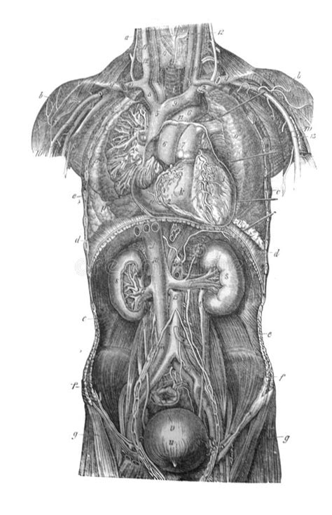 Anatomie muskeln anatomie lernen anatomie und physiologie anatomie des menschen menschlicher körper anatomie muskeln mensch muskeln des körpers schultermuskulatur bauchmuskeln. Menschen-Anatomie Der Inneren Organe Vektor Abbildung ...