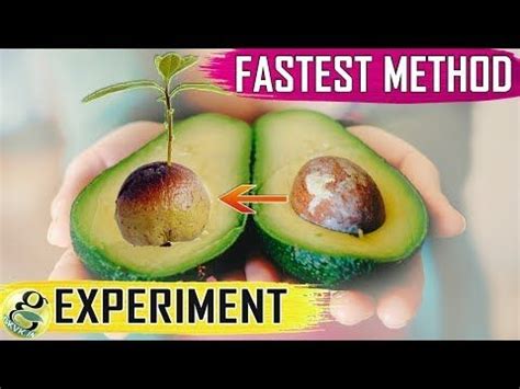The rounded end needs to be in contact with or submerged in the water. AVOCADO SEED GROWING: Fastest Hack with Results | How to ...
