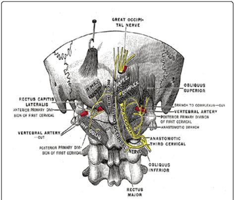 Anatomy Of Occipital Nerves Download Scientific Diagram