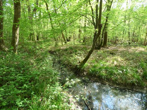 Wolves Wood Rspb Reserve Ipswich Local Group