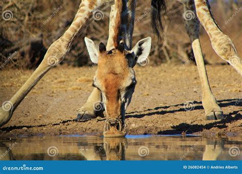 Giraffe Split Drinking Namibia Etosha Stock Image