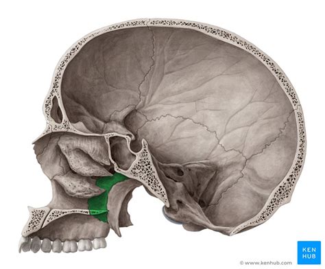 Palatine Bone Plates Borders Processes Articulations Kenhub