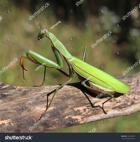 We have praying mantis for sale at truly affordable pricing. Praying Mantis Insect Nature Symbol Green Stock Photo ...