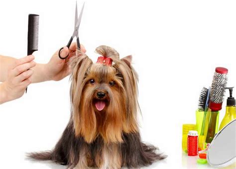 Find opening times for the nearest pet training and other contact details such as address, phone number, website. Find Dog Grooming Classes Near Me | petswithlove.us