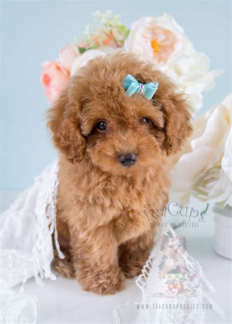 Female Red Toy Poodles In South Florida Teacups Puppies