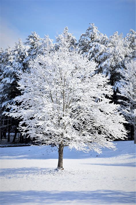 Free Images Tree Nature Branch Blossom Snow Cold Sky Frost