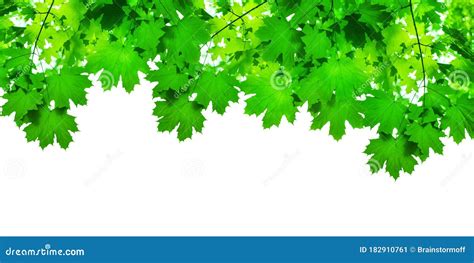Green Maple Tree Leaves On White Background Isolated Closeup Maple