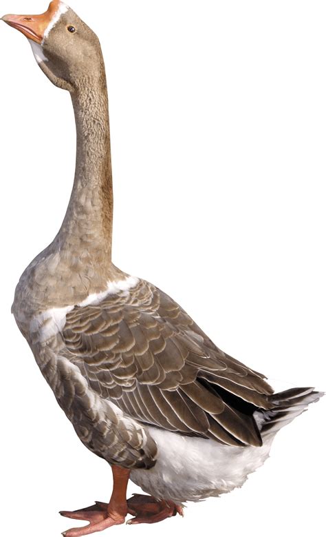 Grey Goose Png Image Purepng Free Transparent Cc0 Png - vrogue.co