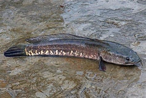 Ikan lemon yang memiliki nama latin neolamprologus. Nama-Nama Ikan Air Tawar Terlengkap dari A - Z - Info ...