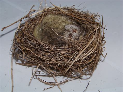 Birds Nest Nesting Place · Free Photo On Pixabay