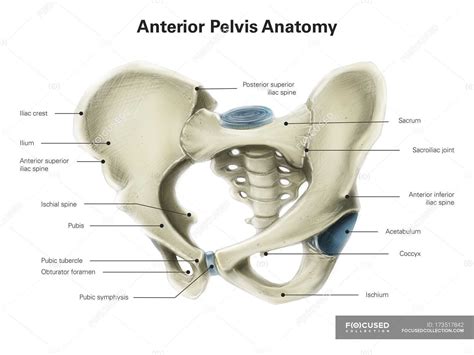 Anterior View Of Human Pelvis Biology Human Body Parts Stock Photo