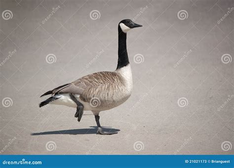 Canada Goose Standing On One Leg Stock Image Image Of Outdoors