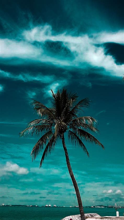 Palm Tree Coast Sky Clouds Wallpaper Tree Wallpaper Iphone Palm