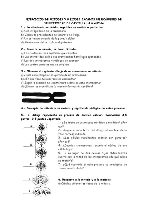 Ejercicios De Mitosis Y Meiosis Sacados De ExÁmenes De Selectividad De