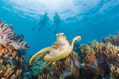 5 Stunning Locations To See Turtles On The Great Barrier Reef Near