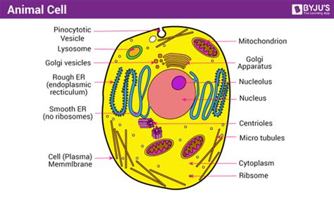 The diagram of plant and animal cell structure helps to understand differences and similarities. A Well-labelled Diagram Of Animal Cell With Explanation