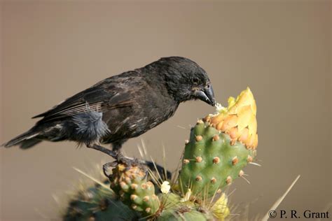 Can you think of a situation in which the medium ground finches would have a survival advantage over the cactus finches? Evolution in action detected in Darwin's finches