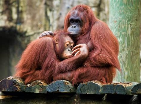Orangutans Have Their Own Slang Scientists Say Engoo 데일리뉴스