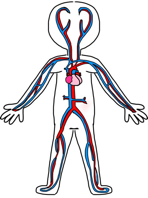 Circulatory System For Kids Coloring Pages Clipart Best