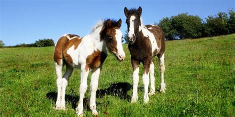 Can Horses Have Twins Insider Horse Latest And Greatest Horse New