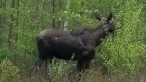 Watch Moose Spotted In Hollis Front Yard
