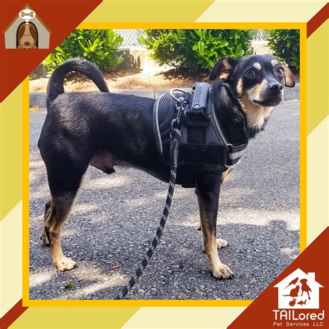 They are not just like pets which is why it is wrong to distract them while they are working. Fill in the blank: ________ is the reason Robi has a ...