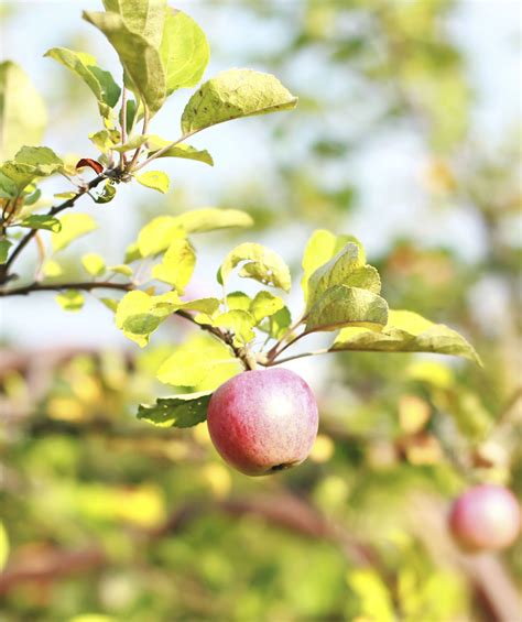 But apples don't just taste good, they do you good. Low-Chill Pink Lady Apple Tree at Backyard Fruit | Fruit ...
