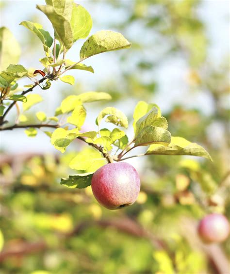 We did not find results for: Low-Chill Pink Lady Apple Tree at Backyard Fruit | Fruit ...