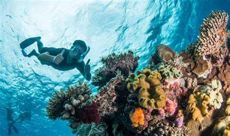 Cheap Great Barrier Reef Tours