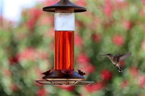 Where To Hang Hummingbird Feeder The Ultimate Guide