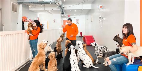 Your Pup's Favorite Dog Daycare In NJ