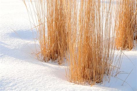 Ornamental Grasses In Winter American Meadows