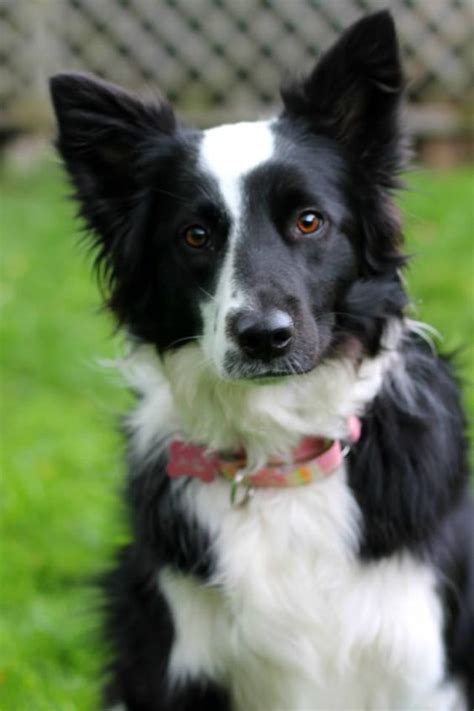 30 Cute Black And White Border Collie Pics That Will Cheer You Up