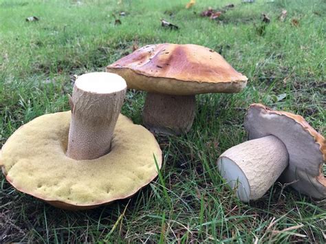 Midcoast Conservancy Offers Bewildering Bolete Mushrooms Webinar