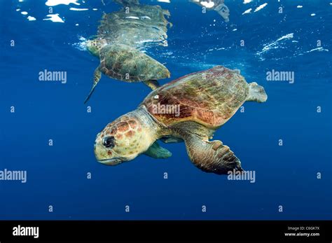 Loggerhead Sea Turtles Caretta Caretta Court Offshore Palm Beach
