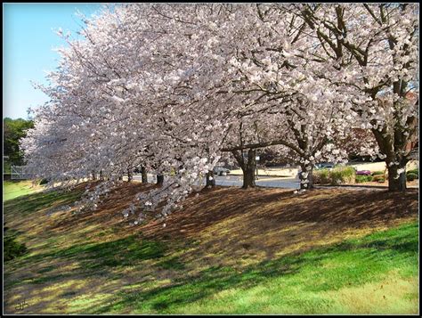 Springtime flowering dogwood tree nashville tennessee usa. Spring trees in Tennessee | Explore SpeedProPhoto's photos ...