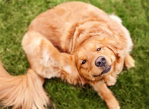 My Dog Has Fleas What To Do If Your Dog Brings Fleas Home