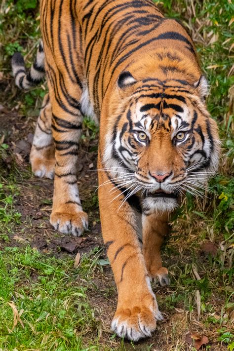 Meet The New Sumatran Tiger Sanjiv Point Defiance Zoo And Aquarium