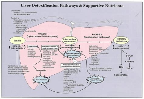 Maybe you would like to learn more about one of these? liver detox pathways diagram-- One item missed in ...
