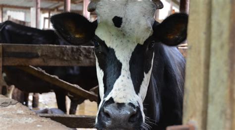 Discover the best small bathroom designs that will brighten up your space and make the whole room feel bigger! Arid Greenhouse Innovative Farm Tech Equipment Supplier