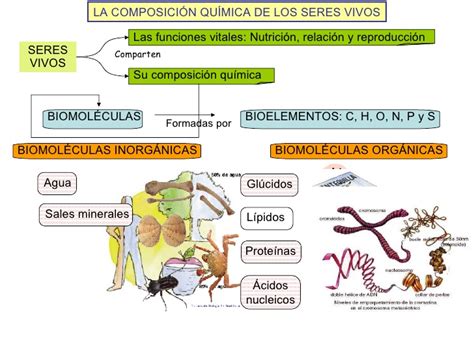 Biología Composición Química De Los Seres Vivos