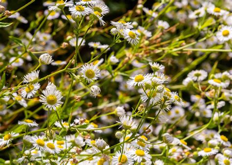 How To Remove Fleabane Weed From Your Lawn MyhomeTURF