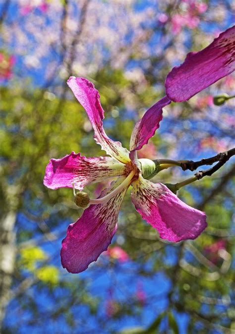 Silk Floss Tree Flower Ceiba Speciosa Or Chorisia Speciosa Stock Image