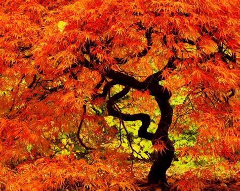 Maple Tree Wallpapers Top Free Maple Tree Backgrounds Wallpaperaccess