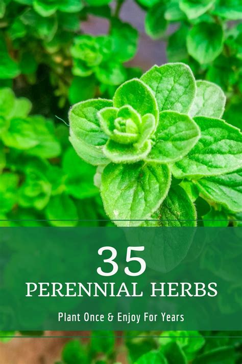 35 Perennial Herbs To Plant Once And Enjoy For Years Perennial Herbs
