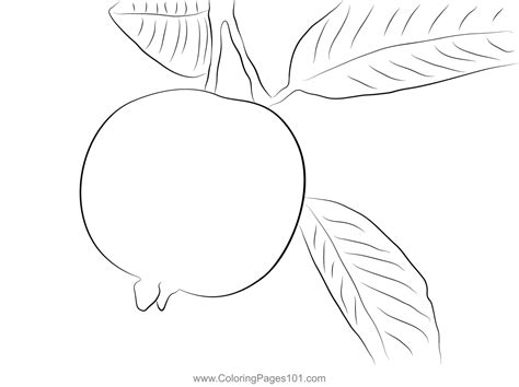 Guava On Tree Coloring Page For Kids Free Guava Printable Coloring